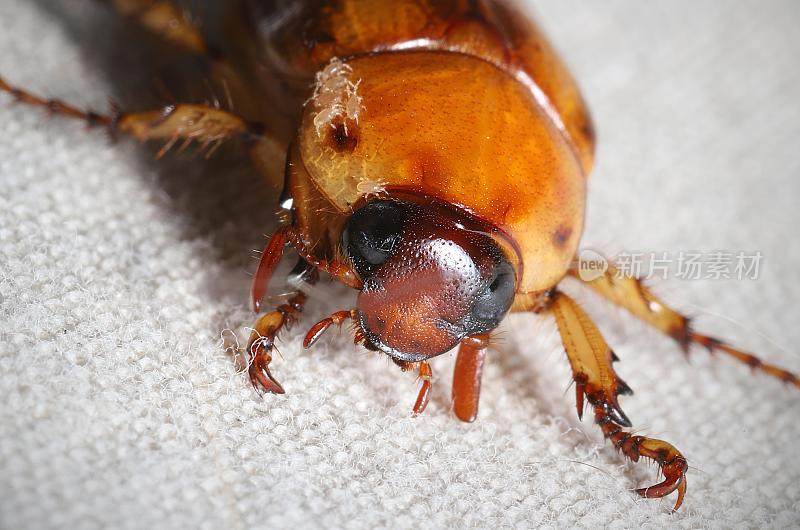 南方金龟子甲虫(cylocephala lurida)与螨